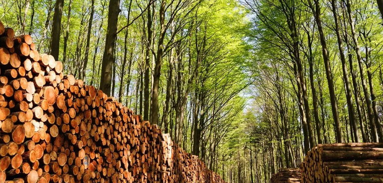 Forestry
